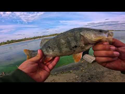 Видео: Рыбалка на острове БУЯН река ДОН