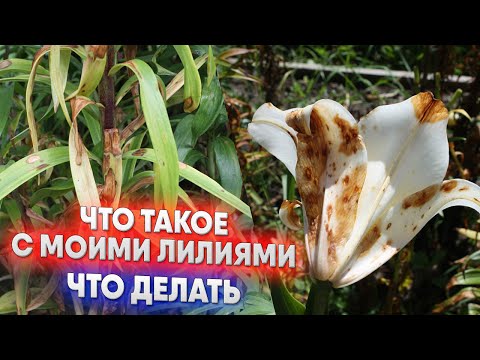 Видео: Что такое с моими лилиями - что делать