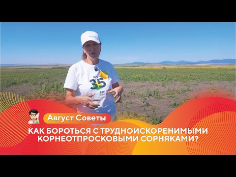 Видео: Как бороться с трудноискоренимыми корнеотпросковыми сорняками? | Осенняя глифосатная обработка #агро