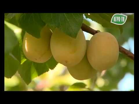 Видео: Яблоки, груши, сливы от Института Садоводства в Бирюлево (ВСТИСП)