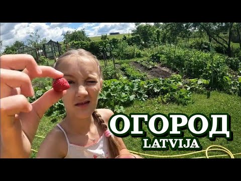 Видео: Классический ОГОРОД (шесть соток). Латвия, возле Риги. А как у вас? / Июнь, Лето / Семьёй в саду