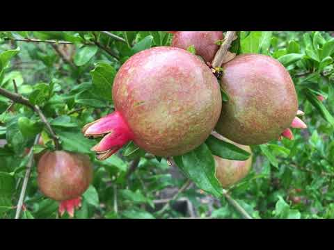 Видео: Итоги цветения 1-ой и 2 -ой волны цветения гранат