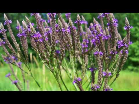 Видео: ВЕРБЕНА