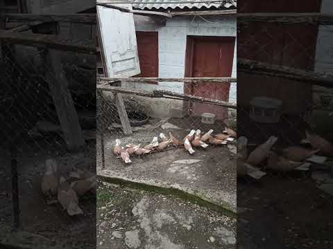 Видео: всё что осталось оставляю себе на племя