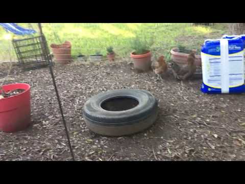 Видео: Куриные развлечения — идеи для развлечений на заднем дворе