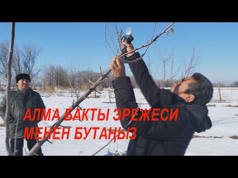 Видео: бийик бойлуу алма бакты бутайбыз