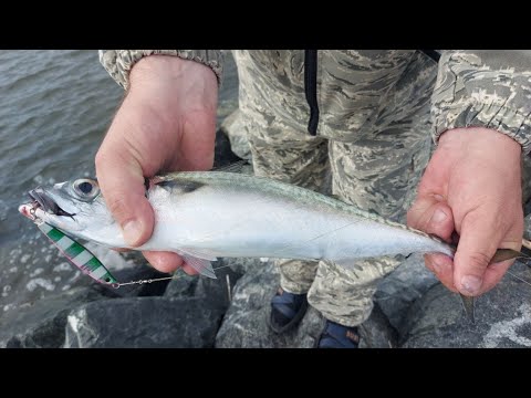 Видео: Ловля скумбрии с берега .Приморский край ,Врангель.