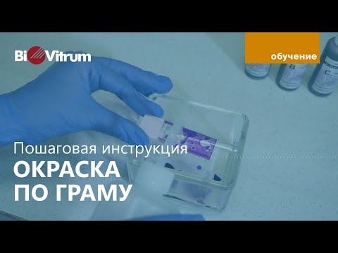 Видео: Окраска по Граму: методика и реагенты