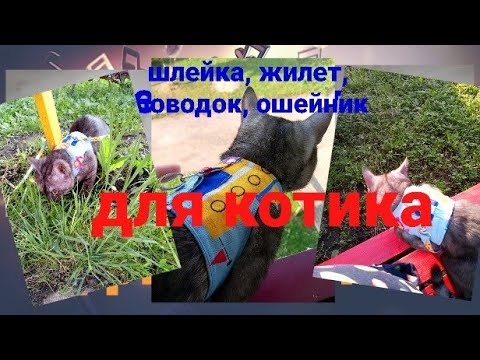 Видео: 🐈🦮Как сшить 4 в1 для кота: шлейка, жилет, поводок, ошейник.