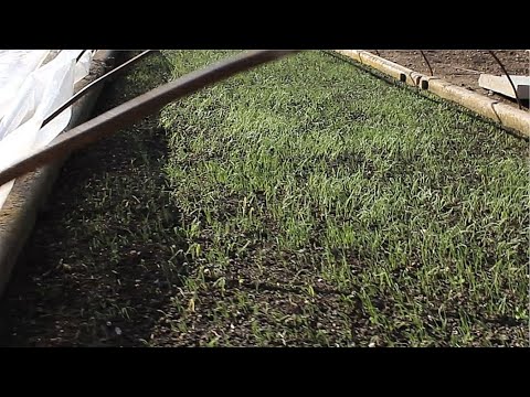 Видео: Первые всходы рассады ялтинского лука в парниках