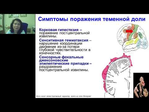 Видео: Усова Н.Н. Симптомы поражения теменной доли