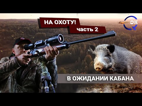 Видео: Охота на кабана с лабаза. Советы новичкам. Ленинградская область. Новое