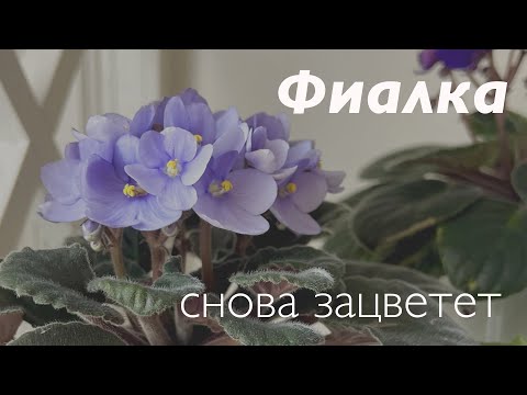 Видео: №92. Как возобновить цветение фиалки? Повторное цветение уже через 3 недели!