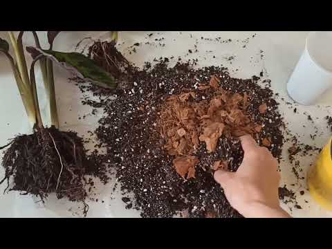 Видео: Калатея Варшевича (Calathea warscewiczii). Пересадка.