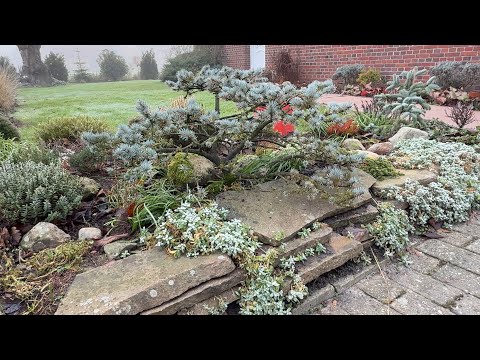 Видео: Вечнозелёные почвопокровные растения в моём саду зимой 🏡 Часть 3