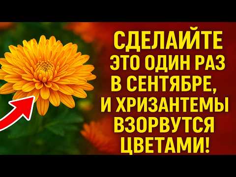 Видео: Сделайте ЭТО ОДИН РАЗ в сентябре, и хризантемы взорвутся цветами! 🌸💥 Простой секрет пышной шапки.