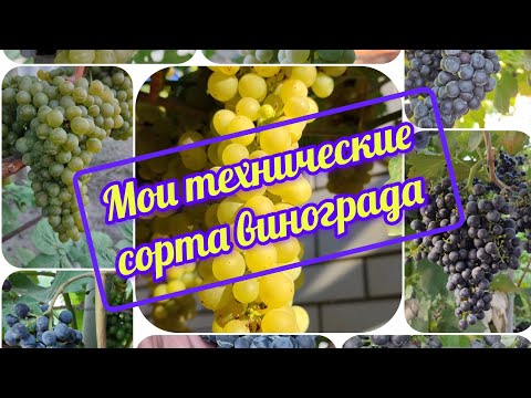 Видео: Мои технические сорта винограда перед срезкой. Сезон 2025 года