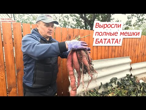 Видео: Урожай батата в мешках неожиданно удивил! Мы на такое не рассчитывали!