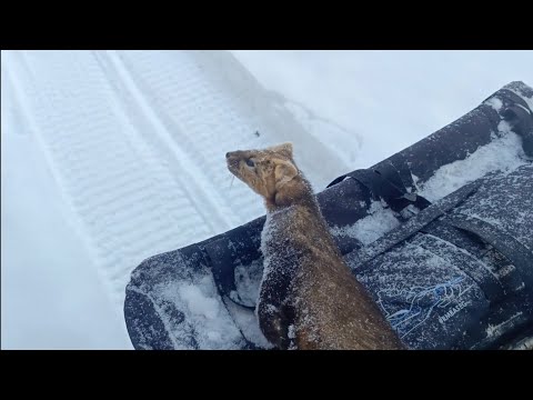 Видео: охота на соболя сезон 24/25 серия 13
