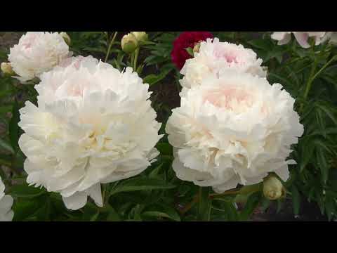 Видео: Сборное видео №2 из коротких роликов пионов зарубежной селекции