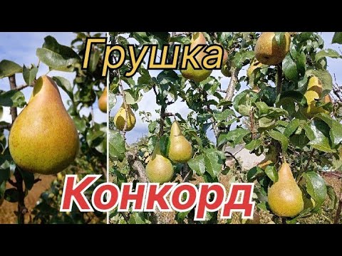 Видео: Груша Конкорд / Для зимового зберіганя