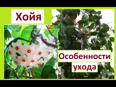 Видео: Хойя или восковой плющ. Особенности ухода.