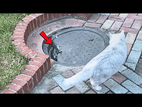 Видео: Я увидел бездомную кошку под крышкой люка и, подойдя ближе, понял, что это её дом с пятью котятами!