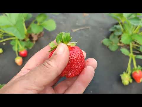 Видео: Новинка земляники 2023г ксд РОЗАРИЯ! Удивила вкусом! Омск, 19.06.2024.
