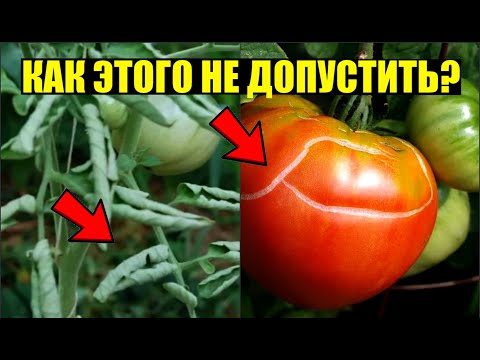 Видео: КАК ПРАВИЛЬНО И ЧАСТО ПОЛИВАТЬ ТОМАТЫ ЧТОБ НЕ НАВРЕДИТЬ
