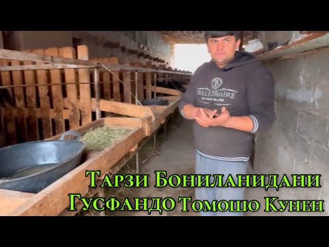 Видео: ГУСФАНД ПАРВАРО И НАВОР БАРОИ ШУМО ТАРЗИ БОНИДАНИ ГУСФАНД 13 ноября 2024 г.