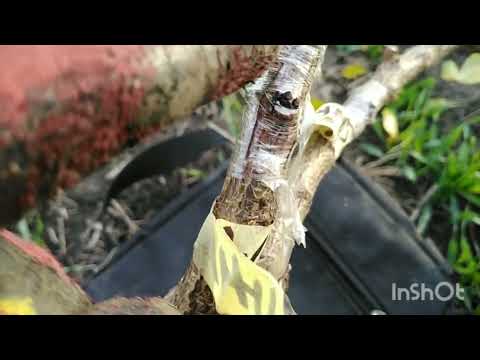 Видео: 3.11.25. Посадка окулянтів, чому це саме краще щоб отримати гарне дерево в майбутньому.