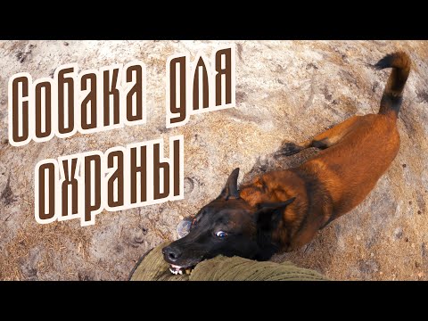 Видео: Малинуа (Дрессировка Собак для Охраны)