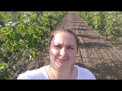 Видео: Ежевичная плантация,прореживание четырёх летних кустов.