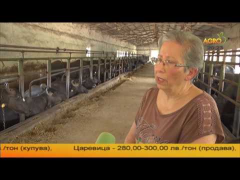 Видео: Българска мурра - висока млечност и бърза адаптивност