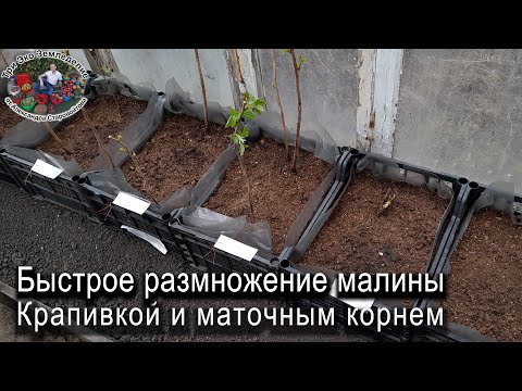 Видео: Быстрое размножение малины крапивкой и маточным корнем #ТриЭкоСад