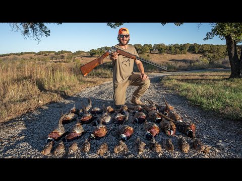 Видео: Охота на фазана с ружьем 28 калибра с большим и меньшим радиусом действия!!