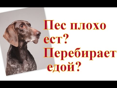 Видео: Плохо ест перебирает едой Плохой аппетитЕст только вкусное 1