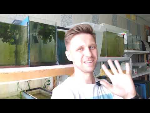 Видео: Как произвести дезинфекцию мотыля? Сколько нужно самцов для Моллинезии?