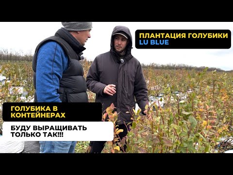 Видео: Плантация голубики Lu Blue. Голубика в контейнерах. Часть 2.