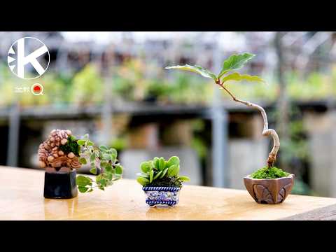 Видео: Я попробовал посадить разные растения в горшки, созданные популярным художником Кобпотом. [Бонсай Q]