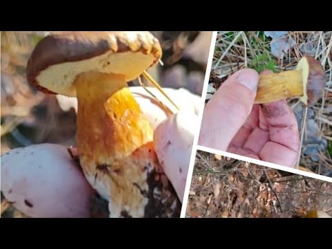 Видео: Грибна медитація. Мій день.