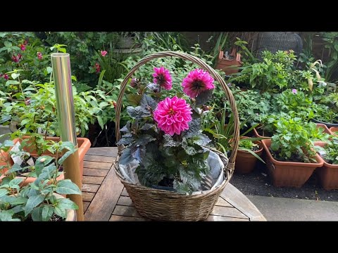 Видео: Вегетативные Георгины! РАЗМНОЖЕНИЕ Черенкование ЛЕТОМ! Taking Dahlia cuttings in Summer