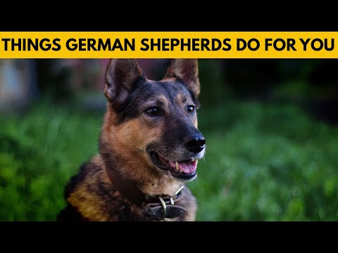 Видео: 10 вещей, которые делает для вас ваша немецкая овчарка, о которых вы даже не подозреваете