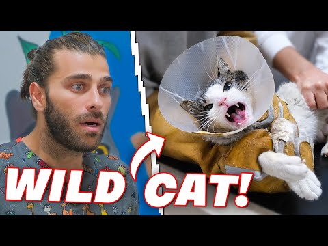 Видео: Лечение ДИКОЙ КОШКИ! (Самый сложный случай на свете!)