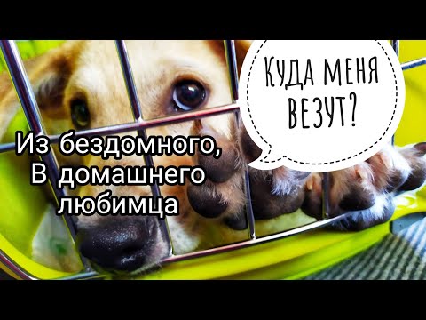 Видео: С Пятигорска в Петербург😯 Когда то его бросили на улице, а теперь у него есть  любящая семья❤