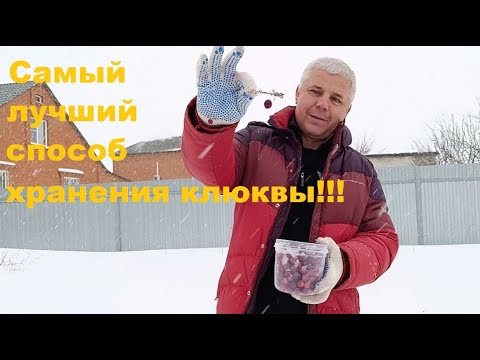 Видео: ЛУЧШИЙ СПОСОБ ХРАНЕНИЯ КЛЮКВЫ ЗИМОЙ!!!