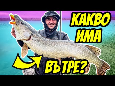 Видео: КАКВО ЛИ ИМА В КОРЕМА НА ТАЗИ РИБА? РИБОЛОВ НА ЩУКА