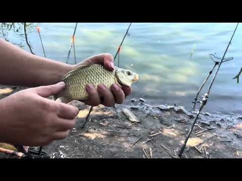 Видео: Осінній карась! Ловля карася з берега .