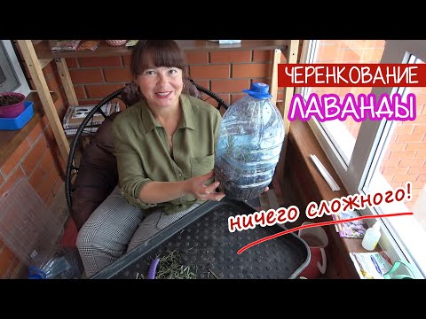 Видео: Черенкование ЛАВАНДЫ. Очень просто!