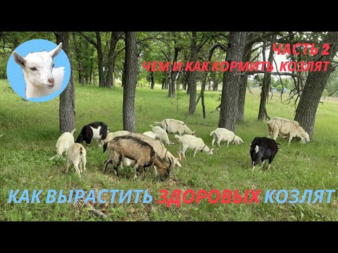 Видео: Коза разведение Чем кормить козлят